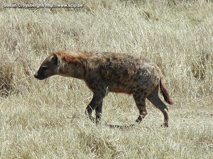 Ngorongoro - Hyena De Ngorogoro-krater is een uitgedoofde vulkaankrater van ongeveer 265km2 groot, omgeven door bergranden en met bijna dertigduizend wilde dieren. Het lijkt het paradijs op aarde; er is een grote variatie van dieren (hyena's, leeuwen, neushoorns, cheetahs, nijlpaarden, waterbokken en jakhalzen), zeer grote populaties van zebra's, gnoes en buffels en zeer wisselende landschappen met stukken dorre steppe, kleine bossen, zoutvlaktes met een beetje water, grote waterplassen met weelderige begroeiing. Stefan Cruysberghs